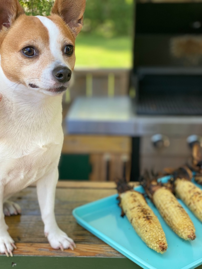 Roasted corn served on a tray with a dog named Charlie next to it.